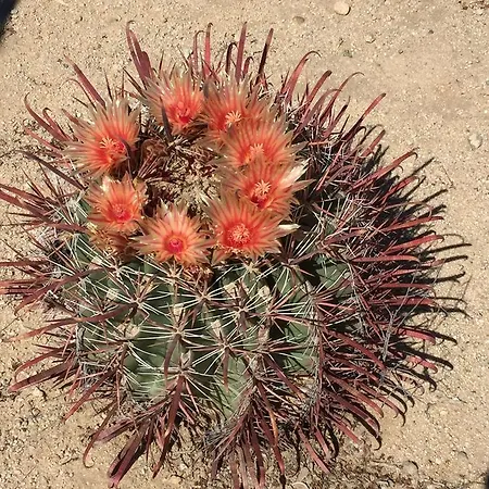 Cactus Adobe Vila Twentynine Palms Exterior foto