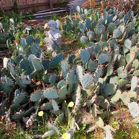 Cactus Adobe Vila Twentynine Palms Exterior foto