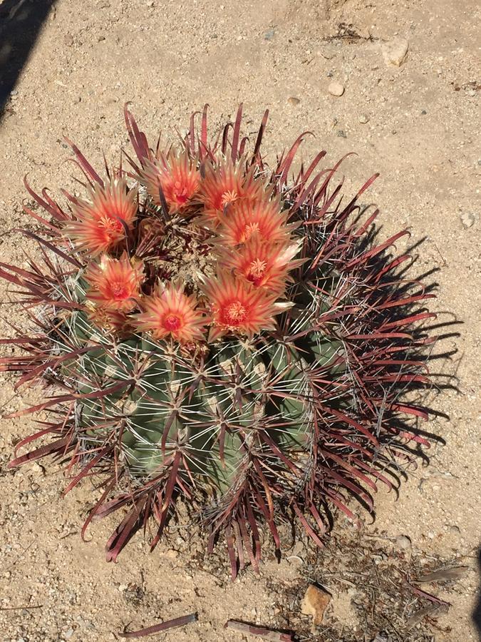 Holiday home Cactus Adobe *