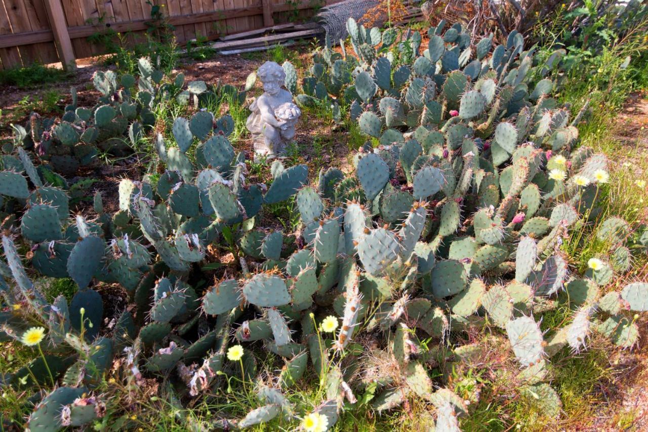 Cactus Adobe *